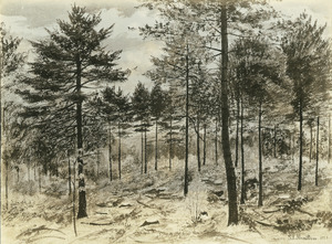 White pine stand by Stephen L. Hamilton