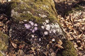 Sharp-lobed hepatica on Beinecke Stand outcrops.