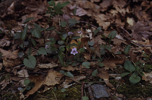 Selkirk's violet (Viola selkirkii) and sessile-leaved bellwort (Uvularia sessilifolia).