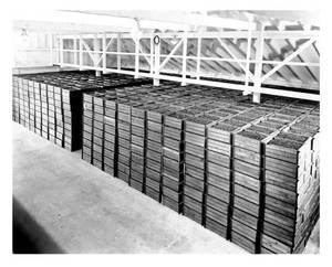 Berries in storage at L. B. Backers, Bourndale, Mass 1937
