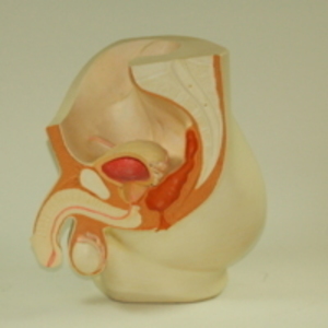 Replica of Dickinson-Belskie model of male urinary system, 1945-2007
