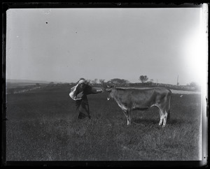 Reuben Austin Snow, the cross-dressing hermit of Cape Cod, waving a cape in front of a bored Jersey cow