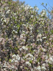 Prunus maritima (Beach plum) in flower, Wellfleet Bay Wildlife Sanctuary