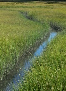 Water course through marsh grasses, Wellfleet Bay Wildlife Sanctuary