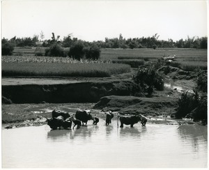 Watering cattle