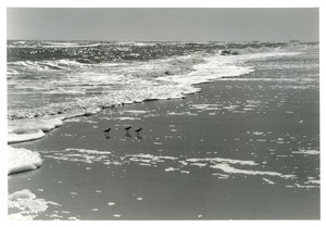 Sanderlings on beach