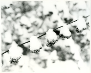 Snow on callicarpa berries