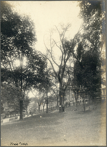 Tree Number One Hundred Forty in the Boston Common