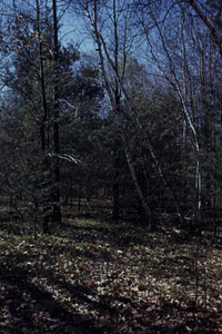 White pine (Pinus strobus), red maple (Acer rubrum), and gray birch (Betula populifolia) on old cultivated site in permanent plot 0924, Moon Lot.