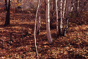 Birches lining old road coming into Moon Lot - Primmer Farm from the east.