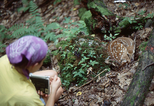 Fawn found in forest series number 4. Emilie B. Grossmann (Williams Class of 1996) prepares to sketch fawn.