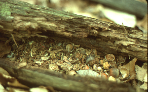 Squirrel acorn cache in fallen oak log in the Beinecke Stand.