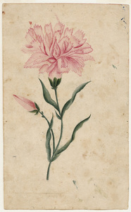 Watercolor drawing of carnation