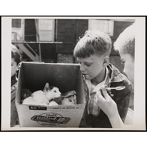 Two boys looking at a box of kittens and their mother during a Boys' Club Pet Show