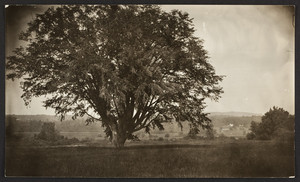 Elm tree, south meadows, Deerfield, Mass., 1880s