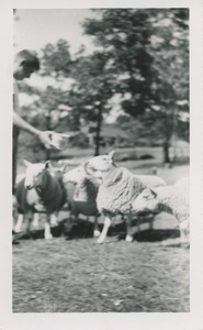 Cheviot sheep owned by Robert Brackley, New Salem Academy Class of 1955
