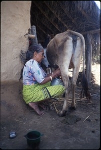 Ama, mother of guide K.P. Kafle, milking a water buffalo