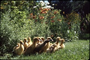 Ducklings in front garden, Serendipity Farm house