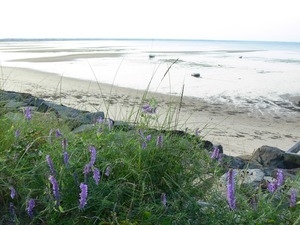 Purple vetch flowering by the beach