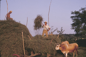 Unloading hay, Orašac