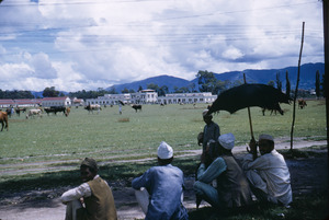 Cattle grazing in Kathmandu