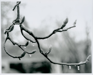 Magnolia twig in freezing rain
