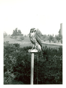 Forestry and Wildlife Management - Tripanese, Dr.