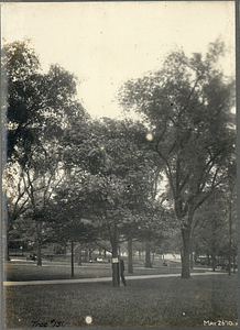 Tree Number One Hundred Thirty-One in the Boston Common