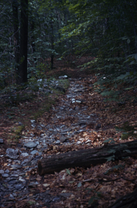 Bike-caused erosion on the upper portion Birch Brook Trail.
