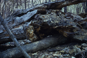 Fallen large sugar maple (Acer saccharum) with honey bee hive inside in Beinecke Stand.