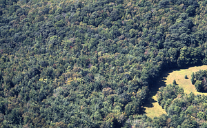 Aerial color image of north border of HMF at Shoen's western field. False Color Infrared/True Color Project.