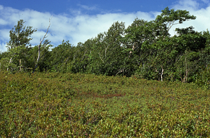 Color image of heath bald at permanent plot 1205. False Color Infrared/True Color Project.