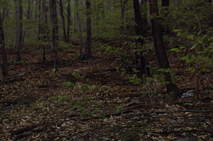 Anne Forrestel (Class of 1972) Phenology Research Bottom Site, Middle Branch Birch Brook.