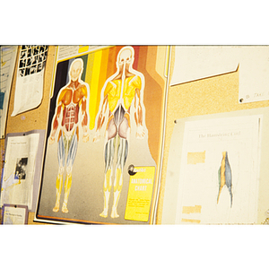 Bulletin board with anatomy poster