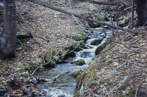 Middle Branch Birch Brook at Upper Loop Trail.