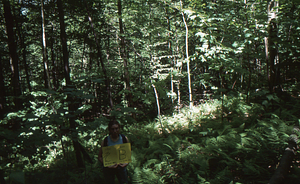 Birch Strips - White Birch Regeneration Study - White Birch Study Area. Strip Treatment Plot 2B. Landscape orientation.