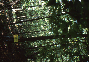 Birch Strips - White Birch Regeneration Study - White Birch Study Area. Strip Treatment Plot 2.5D. Portrait orientation.