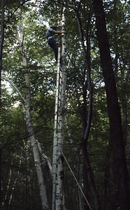 Paper Birch Biomass and Productivity in NSF-URP summer project on Trends in the Productivity of Forest Trees. W. Scott MacLachlan (Class of 1977) measuring tree volume.