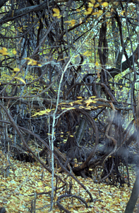 Grapevine tangle in Plot 1043 of the Beinecke Stand.