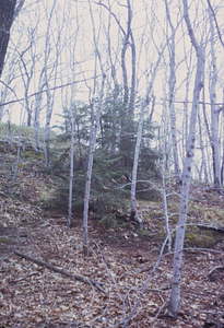Beech (Fagus grandifolia) and red spruce (Picea rubens) at high elevation in Middle Branch Birch Brook.