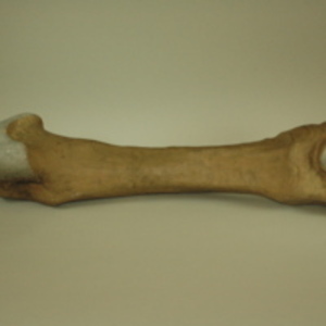 Dwight-Emerton papier mache models of bones of the left hand and wrist, 1894-1895