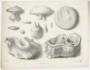 J. Peckham plate, "Concretions," 1841