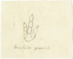 Drawing of Grallator gracilis