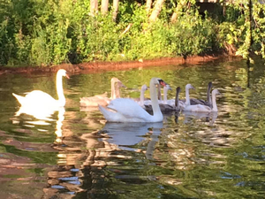 Lake Attitash progeny