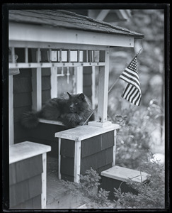 Blueboy the Persian Cat in his bungalow, with American flag flying