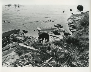 Dog by polluted waterway