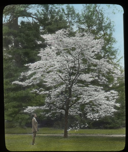 Dogwood, Amherst (dogwood tree in bloom with man observing)