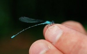 Blue dragonfly at Lincoln Woods