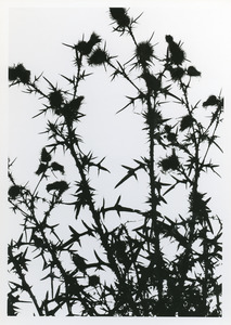 Silhouette of thistle