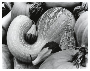 Gourds nestled together